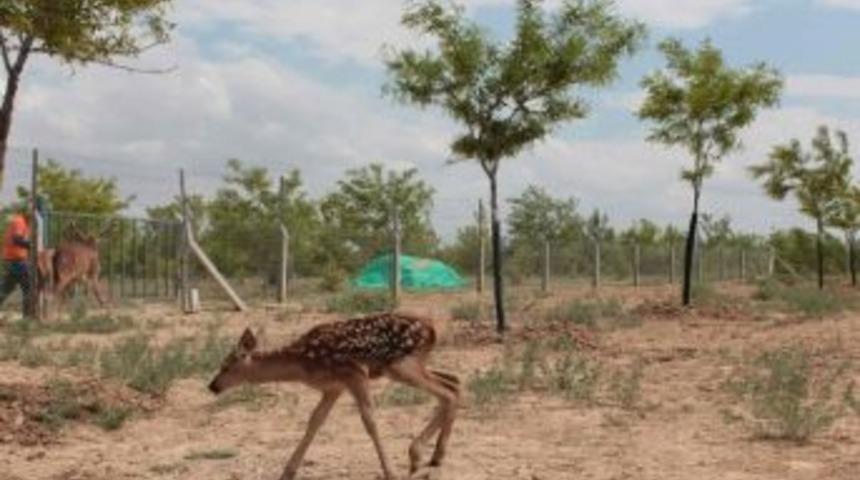 Konya Şeker, Torku Ormanları'nda Doğal Hayatı Canlandırıyor