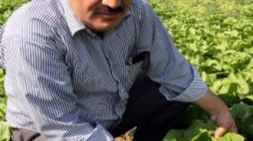 Akdeniz, Ege B&ouml;lgesi Ve İstanbul'un Yeşilliği Eskişehir'den Gidiyor