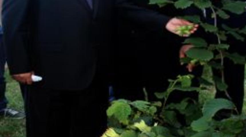 Vali Şahin: Fındık Bah&ccedil;elerini Sakın Satmayın