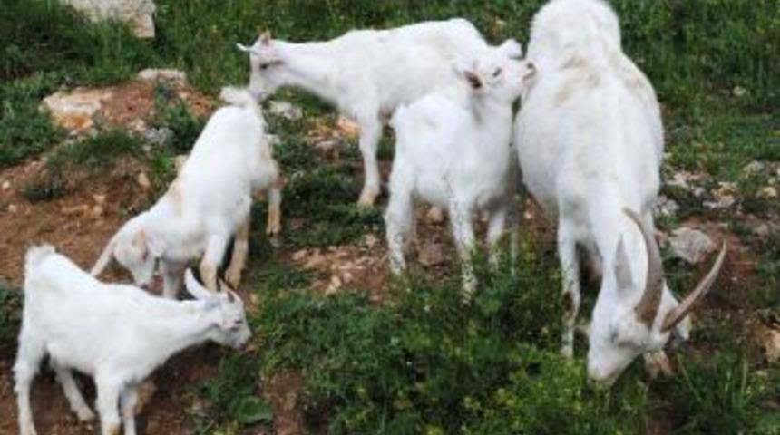 N&uuml;fusu 2 Bine D&uuml;şen İbradı'da G&ouml;&ccedil;&uuml;n &Ouml;n&uuml;ne Saanen Ke&ccedil;isiyle Ge&ccedil;ilecek