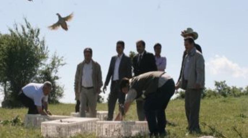 Afyonkarahisar&rsquo;da Keklik Yerleştirme &Ccedil;alışmaları