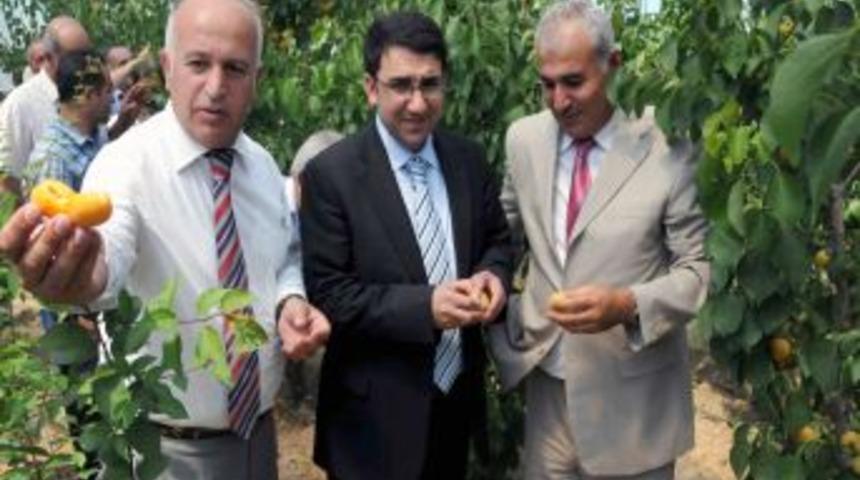 Serada Yetiştirilen Ilk Kayısının Hasadı Yapıldı