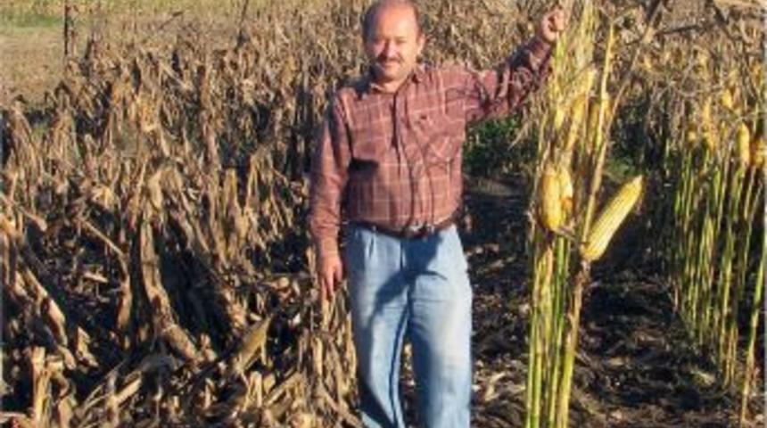 T&uuml;rk M&uuml;hendislerinin Geliştirdiği Mısır Tohumu Verimi Y&uuml;zde 50 Artırıyor