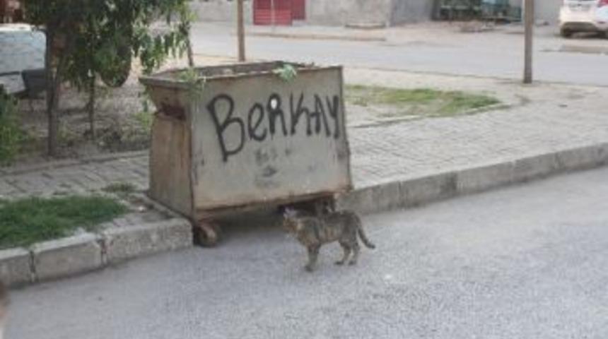 Konteynerler Temizlenecek Mi ?