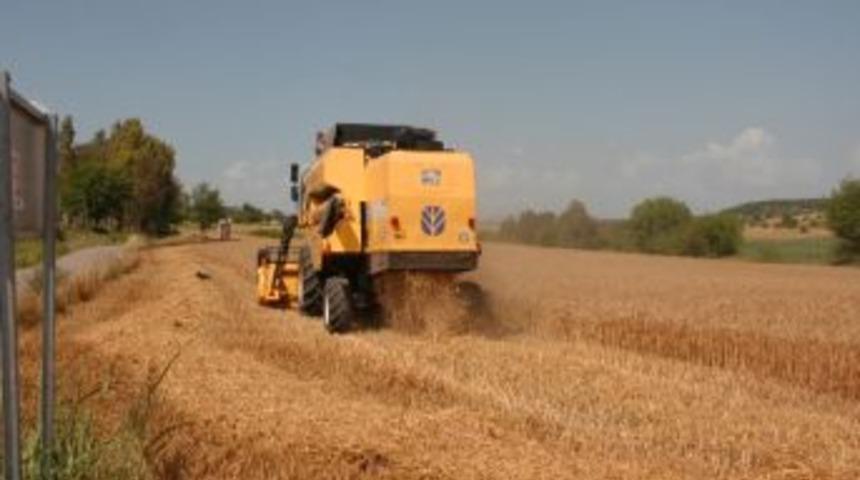 Kadirli'de Buğday Hasadı Buruk Başladı