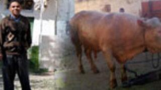 Beslediği boğa öldürdü