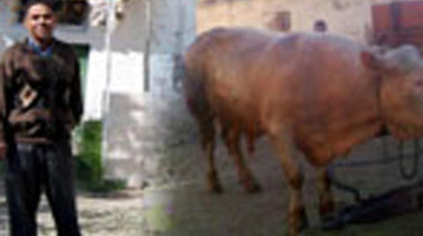 Beslediği boğa &ouml;ld&uuml;rd&uuml;