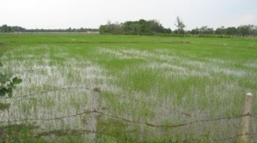 &Ccedil;eltikte Yabancı Ot M&uuml;cadelesi Başladı