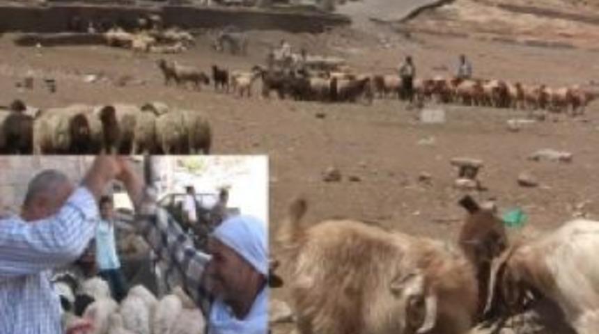 &lsquo;G&uuml;neydoğu&rsquo;da hayvancılık &ouml;l&uuml;yor&rsquo;