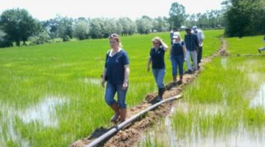 &Ccedil;eltikte Yabancı Ot Ile M&uuml;cadele Başladı