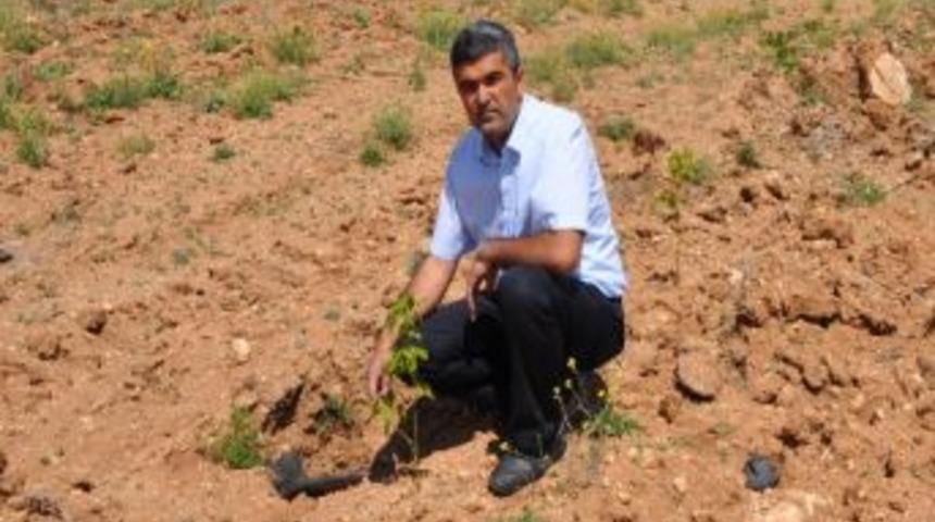 Karaman&rsquo;da Sağlık Ormanındaki Fidanlar B&uuml;y&uuml;yor