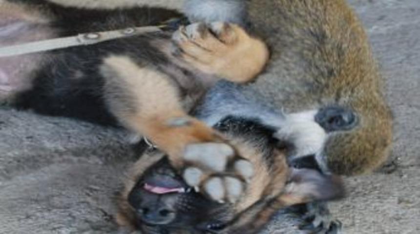 Maymunla K&ouml;peğin Dostluğu