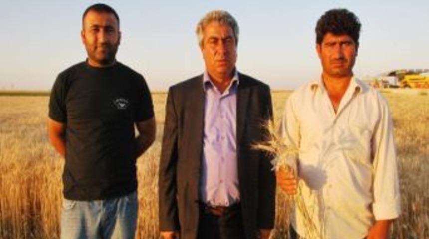 G&uuml;neydoğulu &Ccedil;ift&ccedil;iler Buğday Taban Fiyatını Bekliyor