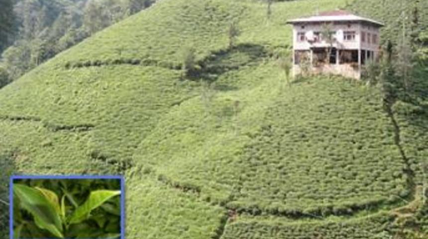 &Ouml;l&uuml;m &ccedil;ay bah&ccedil;esinde yakaladı