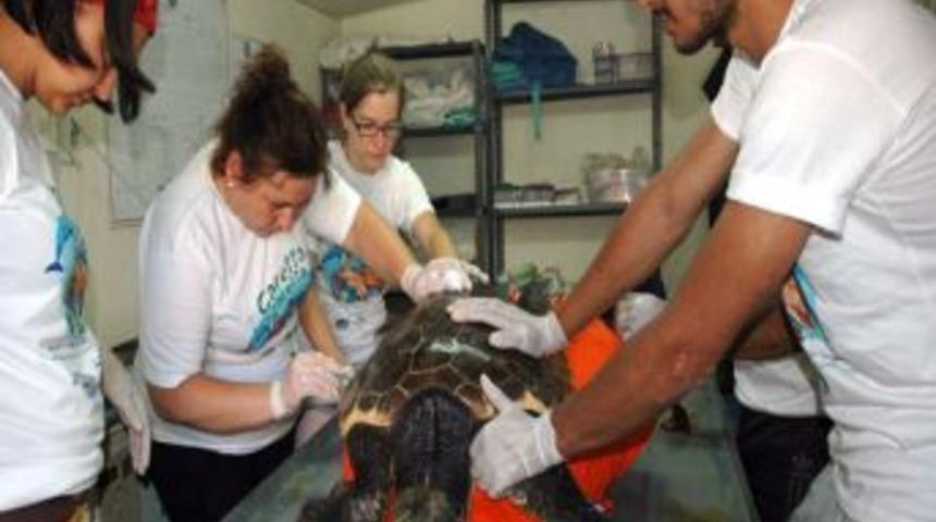 G&ouml;n&uuml;ll&uuml;ler Deniz Kaplumbağaları I&ccedil;in Biraraya Geldi