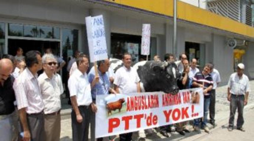 Havalandırma Sorununa "inekli" Protesto