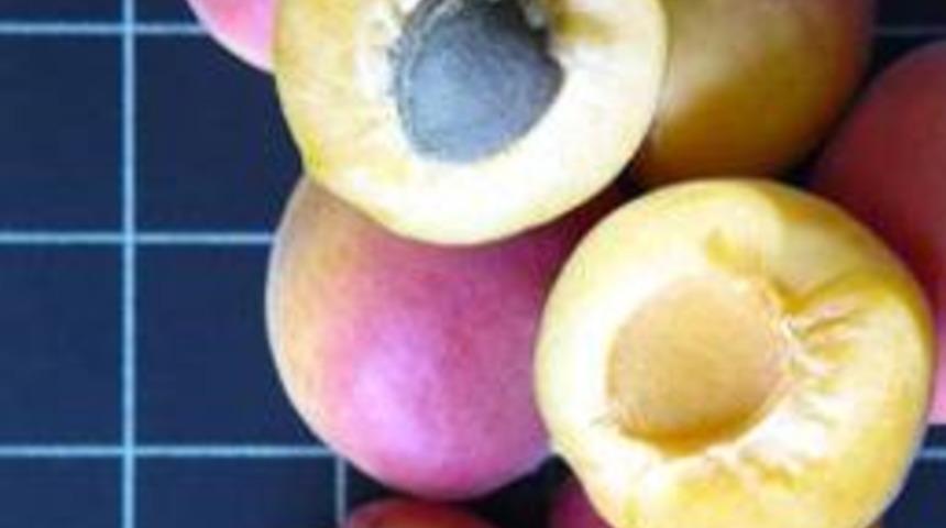 Yeni Kayısı &Ccedil;eşidi 'Dilbay' Tescillendi