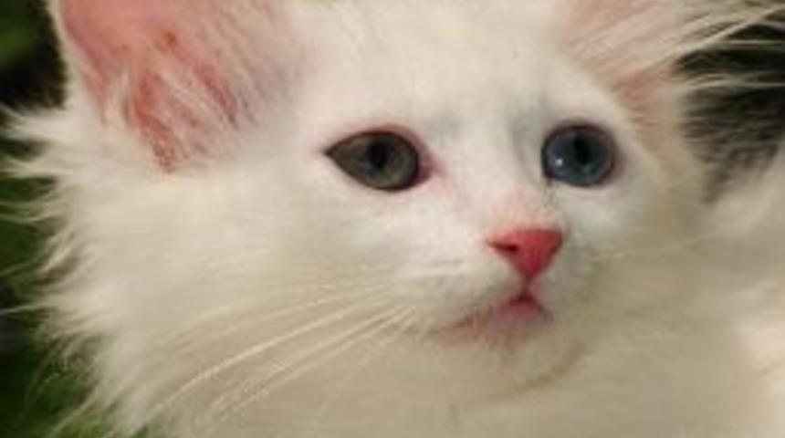 Van Kedileri Podyuma &Ccedil;ıkıyor