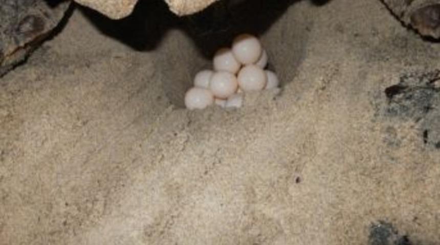 Kuşadası Sahillerinde İlk Kez Bir Caretta Caretta Yumurtladı