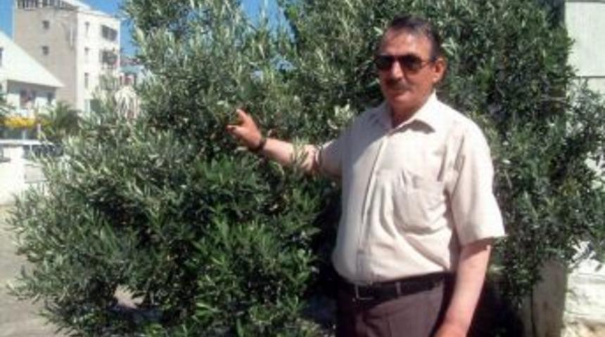 Burhaniye&rsquo;de &Uuml;riticinin Zeytin Dayanıksız Olacak İddiası