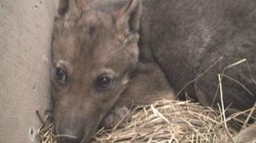 Kağızman'da kurt yavrusu bulundu