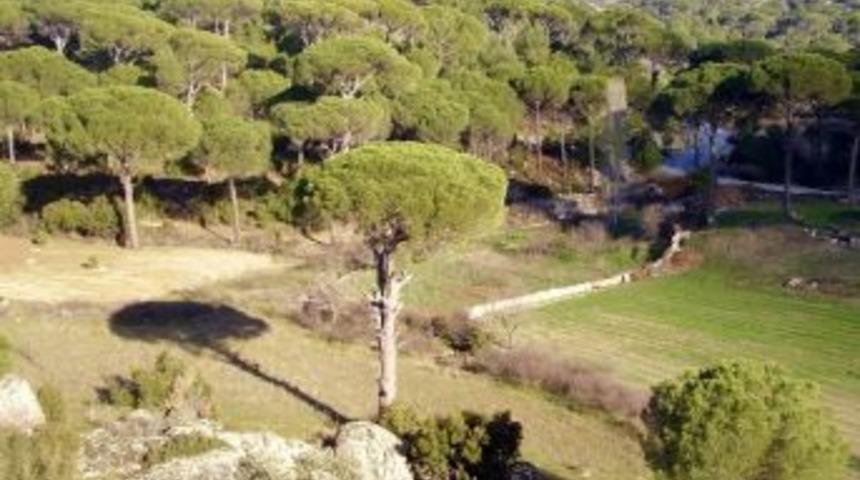 K&ouml;se; &ldquo;fıstık&ccedil;amı &Uuml;reticisinin Sorunları &Ccedil;&ouml;z&uuml;ls&uuml;n&rdquo;