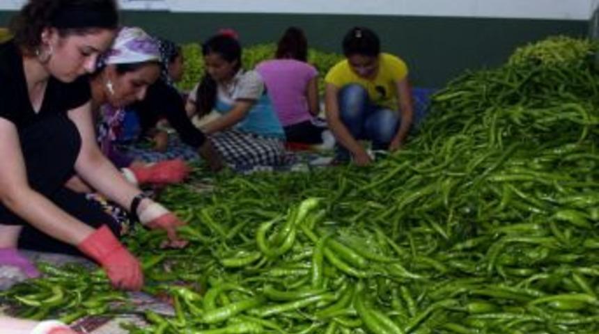 2012, Domates, Biber Ve Şeftali Yılı Oldu