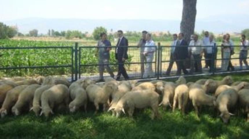 &Ouml;demiş&rsquo;teki Organik Kuzu Tanıtımında Organik Dondurma İkram Edildi