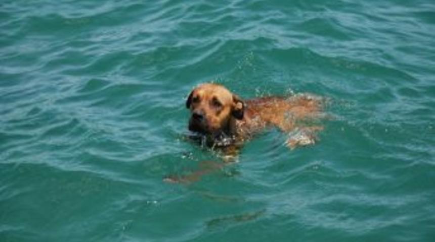 Sıcaktan Bunalan K&ouml;pek Denizde Serinliyor