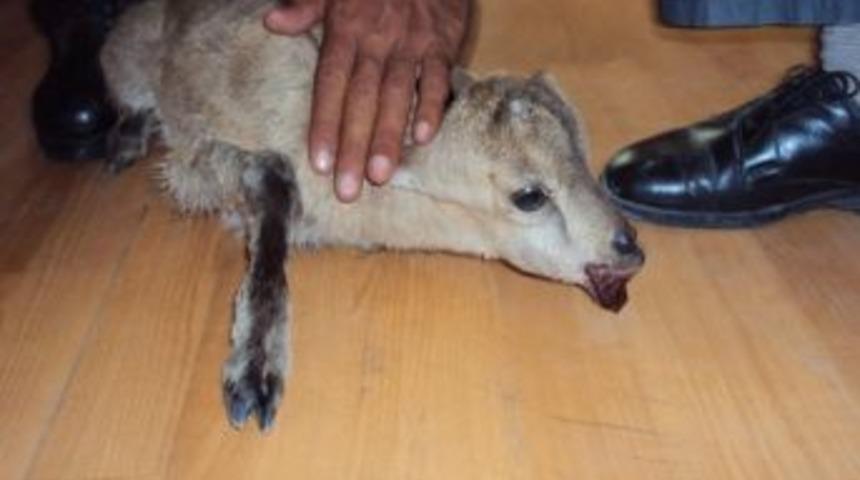 Yaralı Yaban Ke&ccedil;isi Yavrusuna Jandarma Sahip &Ccedil;ıktı