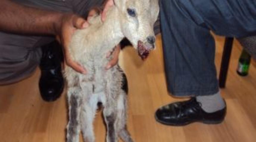 Akseki&rsquo;de Yaralı Yaban Ke&ccedil;isi Yavrusu Buldu