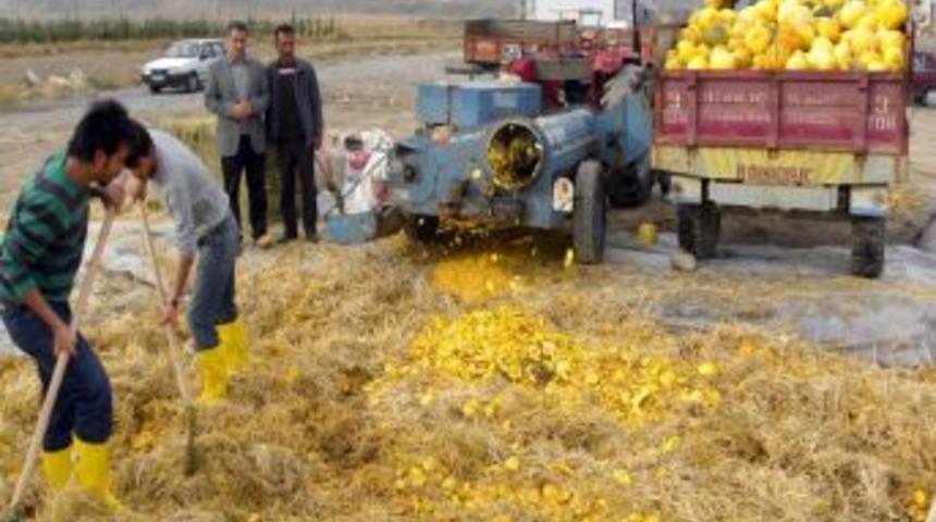 Kabak Atıkları, Besin Değeri Y&uuml;ksek Kışlık Yem Haline Getirildi
