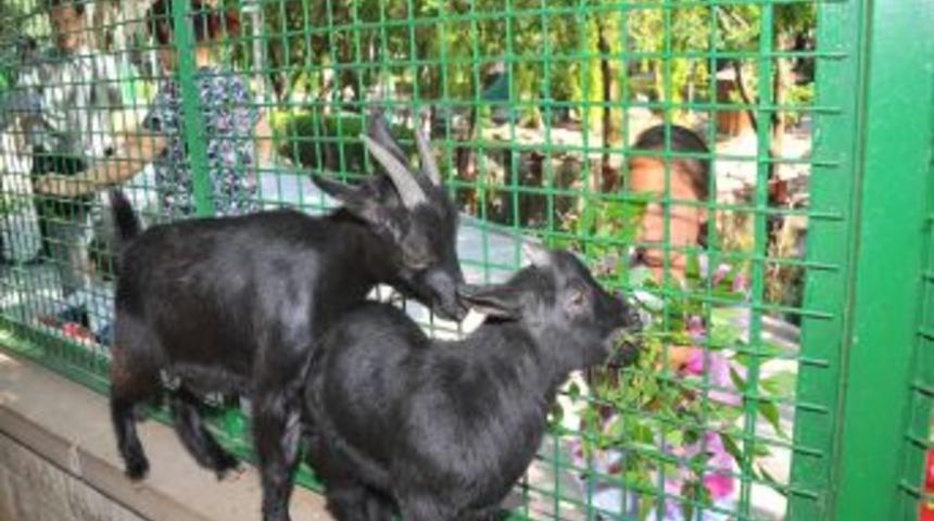 Evcil Hayvanlar Parkı&rsquo;nın Minik Sakinleri Ilgi Odağı Oluyor