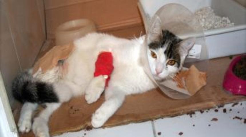 D&ouml;rd&uuml;nc&uuml; Kattan Beton Zemine &Ccedil;akılan Kedinin Sadece Ayakları Kırıldı