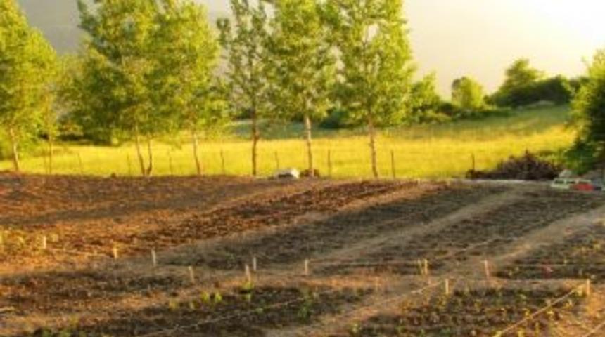 K&uuml;rt&uuml;n, Tıbbi Ve Aromatik Bitki Yetiştiriciliği İ&ccedil;in Kolları Sıvadı