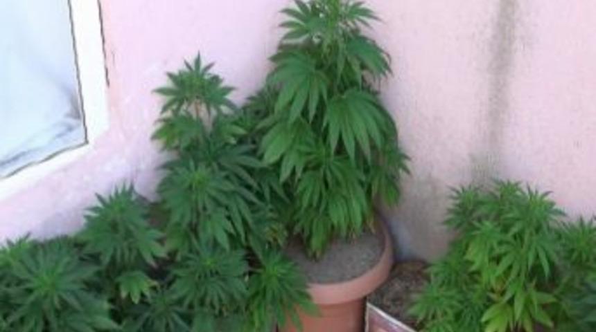 Saksıda Hint Keneviri Yetiştirdiler