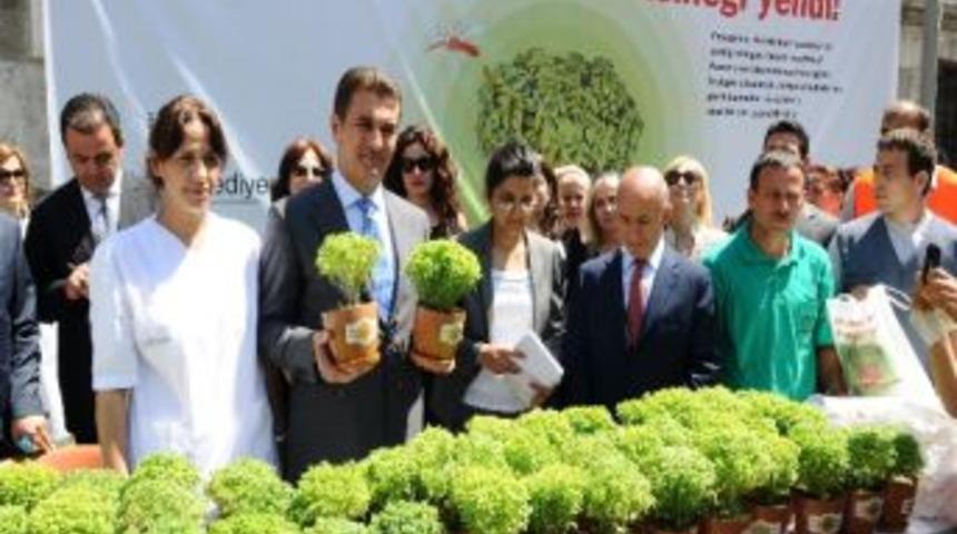 Şişlililer, Fesleğen İle Sivrisineksiz Bir Yaz Ge&ccedil;irecek