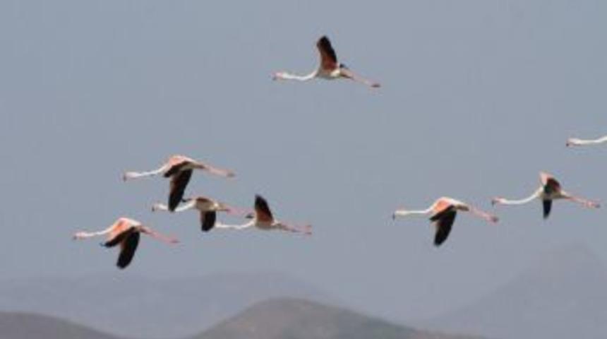 Flamingolar Er&ccedil;ek G&ouml;l&uuml;&rsquo;nde