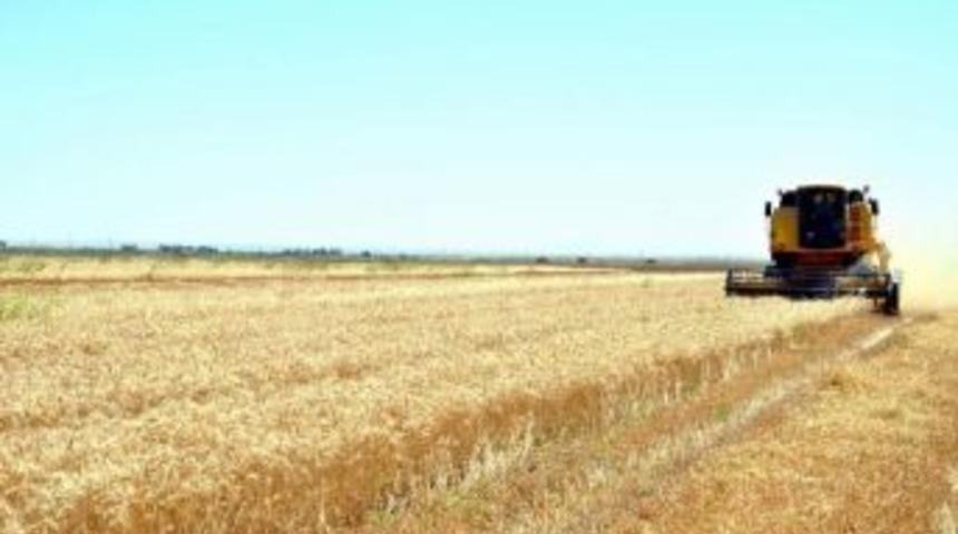 Arpa Ve Buğday Hasadı Başladı