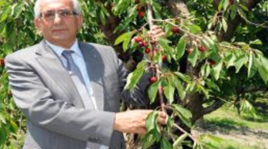 Dolu Kiraz &Uuml;reticilerini Vurdu, TARSİM'e Sigorta Yaptıranın Kaybı Olmadı