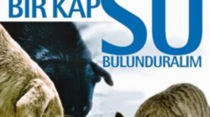 Büyükşehir Belediyesi Sokak Hayvanları İçin Kampanya Başlattı