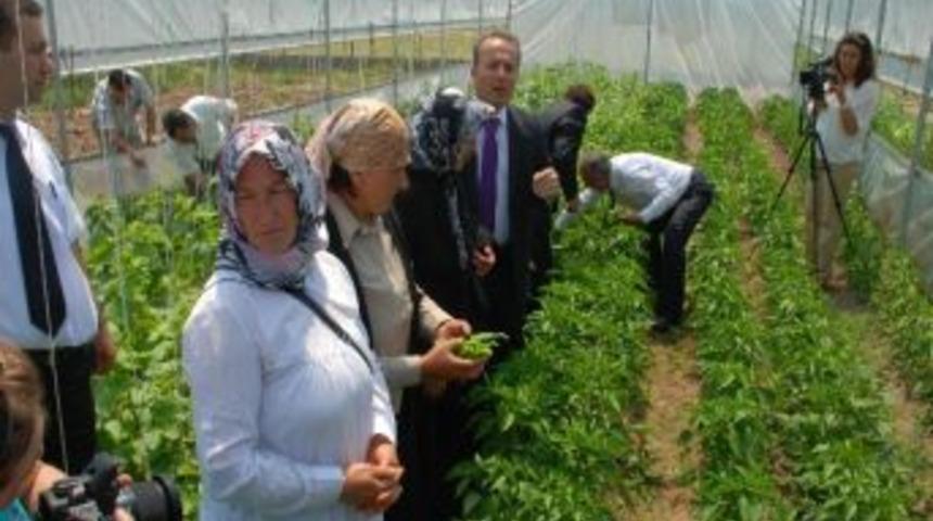 Kırıkkale&rsquo;de 2 Bin 500 Baş Koyun Ve 100 Baş Damızlık Ko&ccedil; Dağıtımı Yapıldı