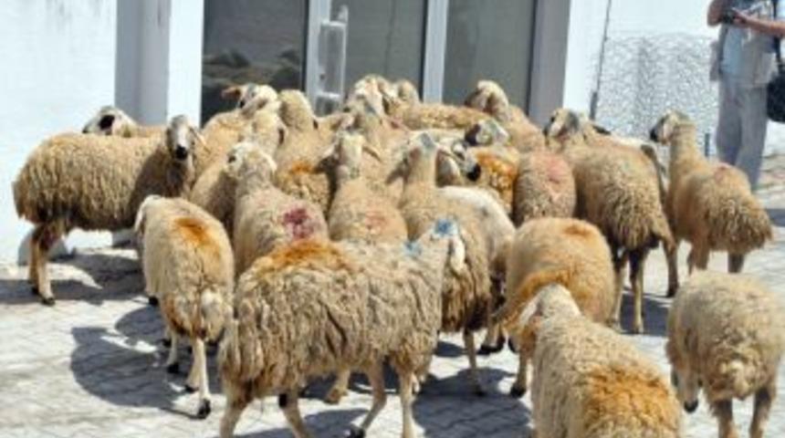 Kırıkkale&rsquo;de 2 Bin 600 Koyun Dağıtıldı