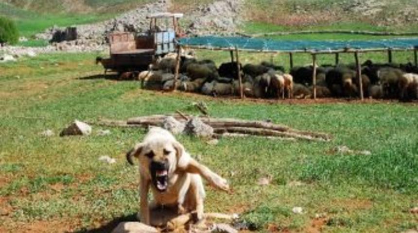 Akseki'de Y&ouml;r&uuml;kler Yaylalara Yerleştiler