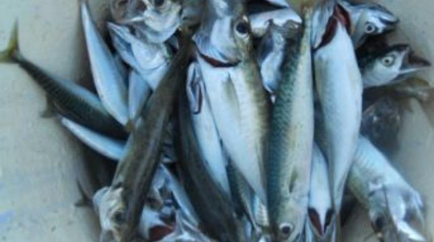 Enez&rsquo;de Olta Balık&ccedil;ılığı Başladı