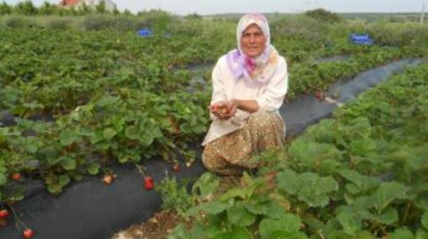 Enez &Ccedil;ileği Yok Satıyor..