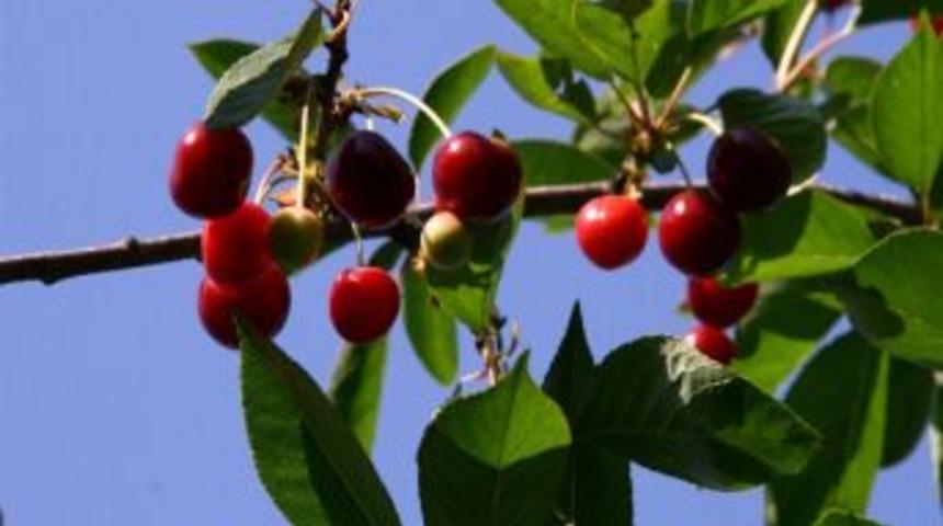 Karadeniz B&ouml;lgesi Meyve Genetik Kaynakları Araştırmaları Projesi