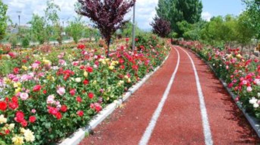 Kazan'da Park Ve Yol Kenarları G&uuml;llerle S&uuml;slendi