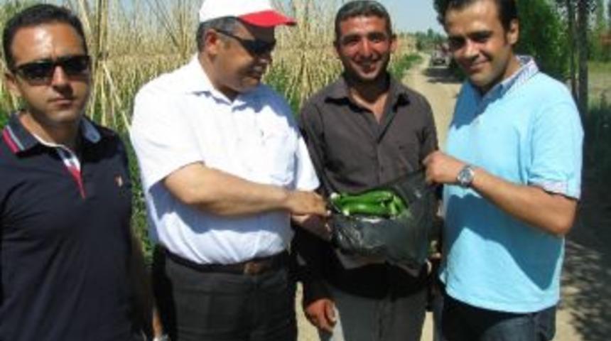 Ereğli&rsquo;de Yerli Sebzeler Pazara &Ccedil;ıkıyor