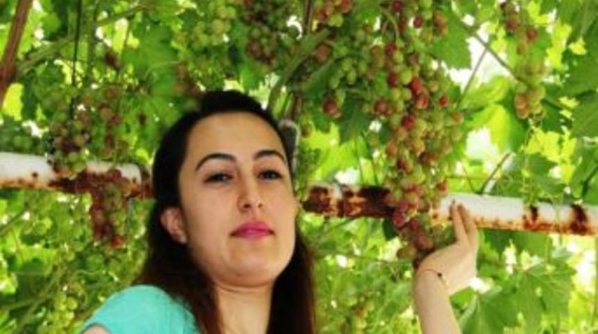 Sarıg&ouml;l'de Haziran'da &Uuml;z&uuml;m Yetiştirdi